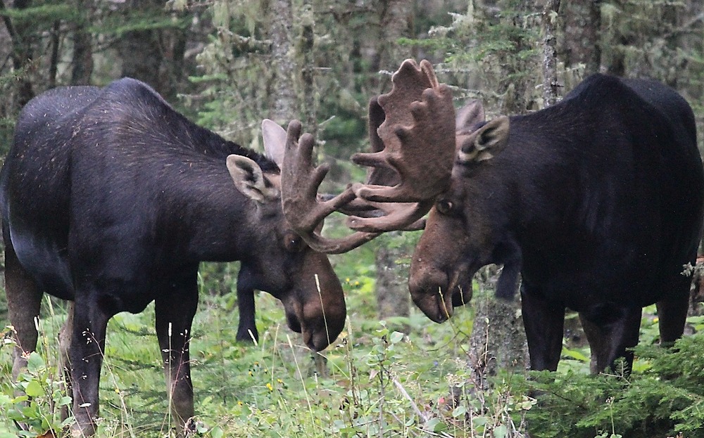 two moose dueling in a green forest 