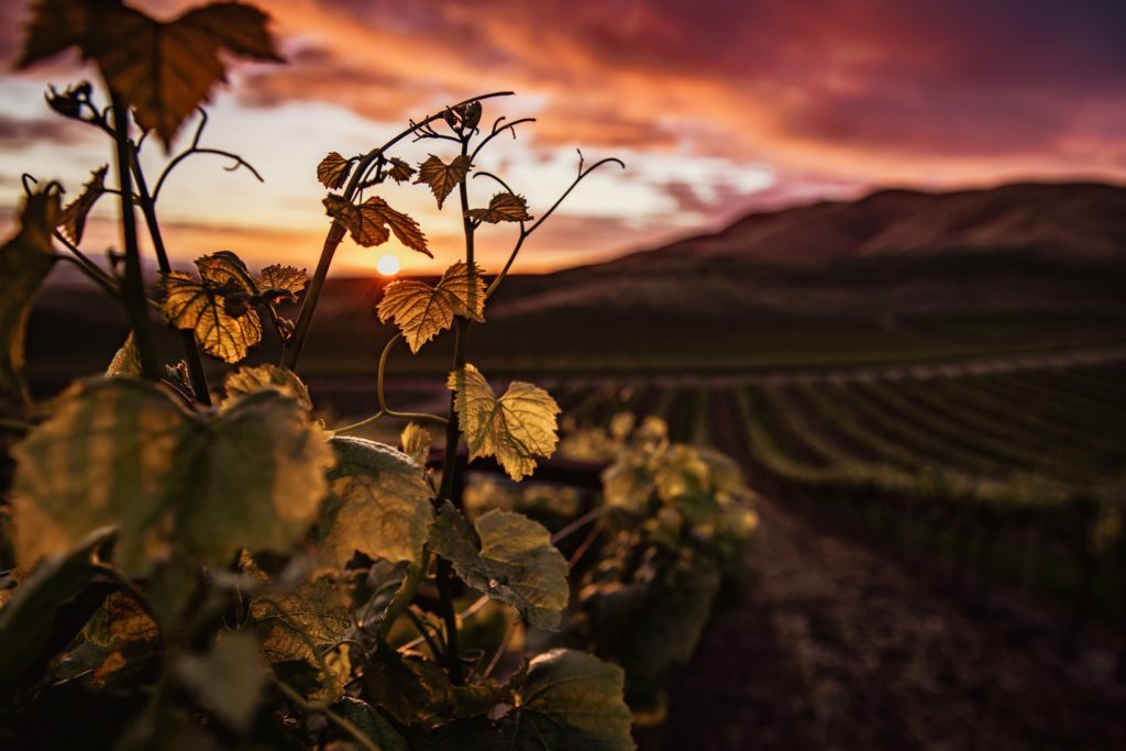 A vineyard over rolling Portuguese hills at sunset. 