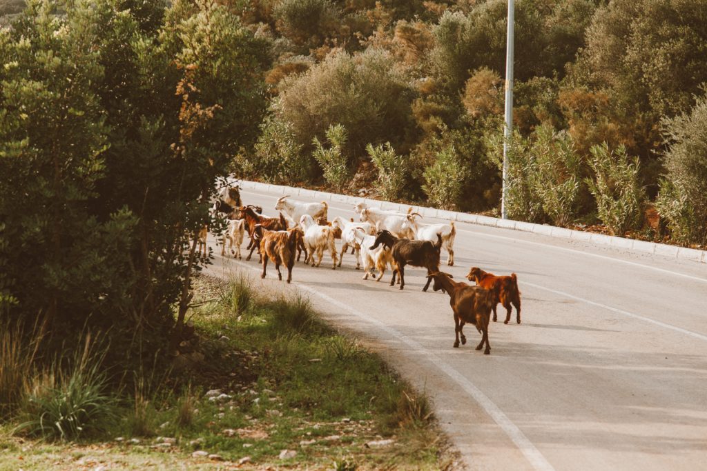 a herd of goats walking down an Antigua road