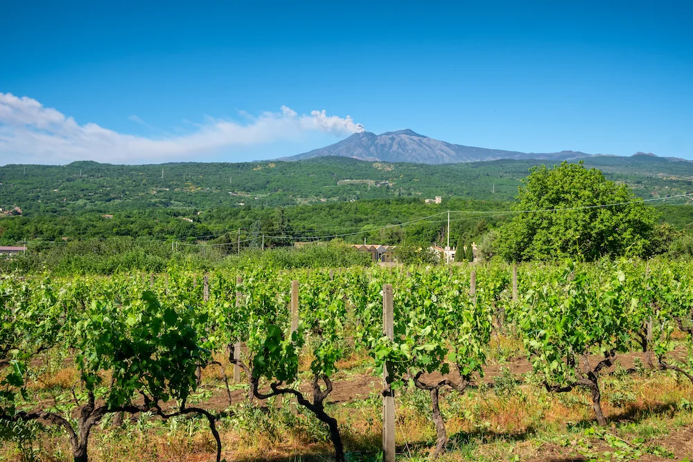 Sicilian vineyards with Etna volcano eruption